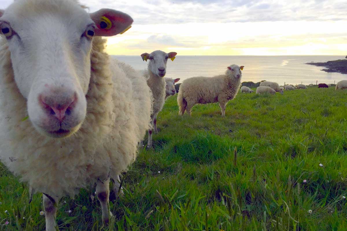 Mouton Lande de Bretagne