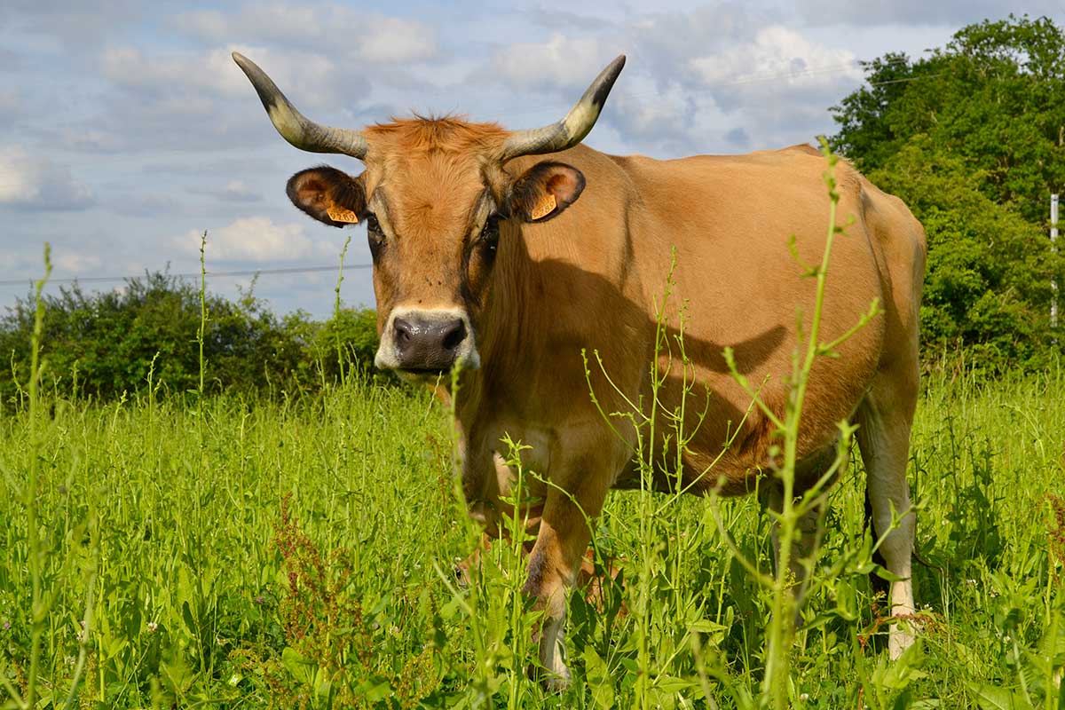 Vache Maraichine - Crédit photo : Marc Pousin - Cregene