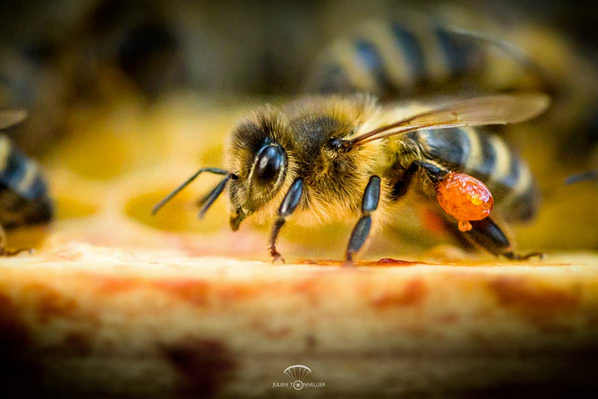 abeille-noire-avec-un-pelote-de-propolis-credit-photo-Julien-Tonnellier