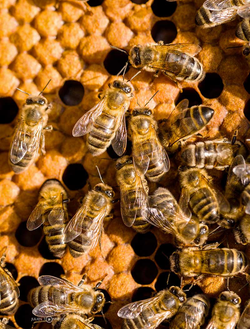 cadre-de-couvain-d-abeilles-noires-credit-photo-Julien-Tonnellier