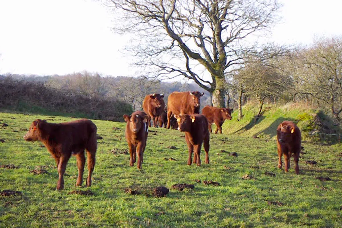 Vache armoricaine