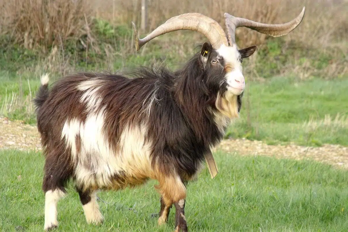 Chèvre des Fossés