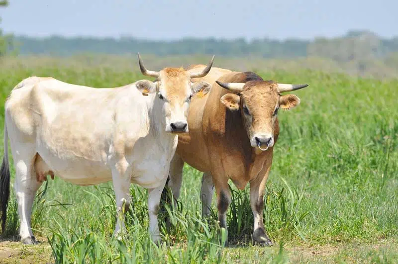 Vache nantaise