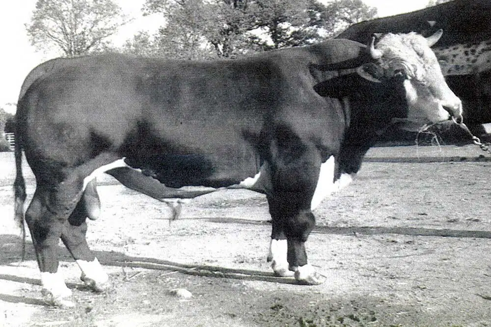 Taureau Bleu de Bazouger