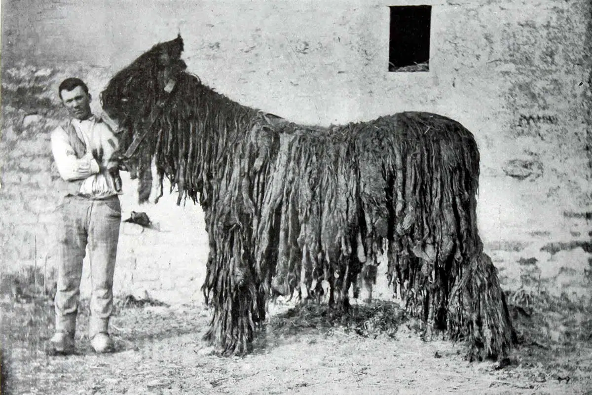 Baudet du Poitou