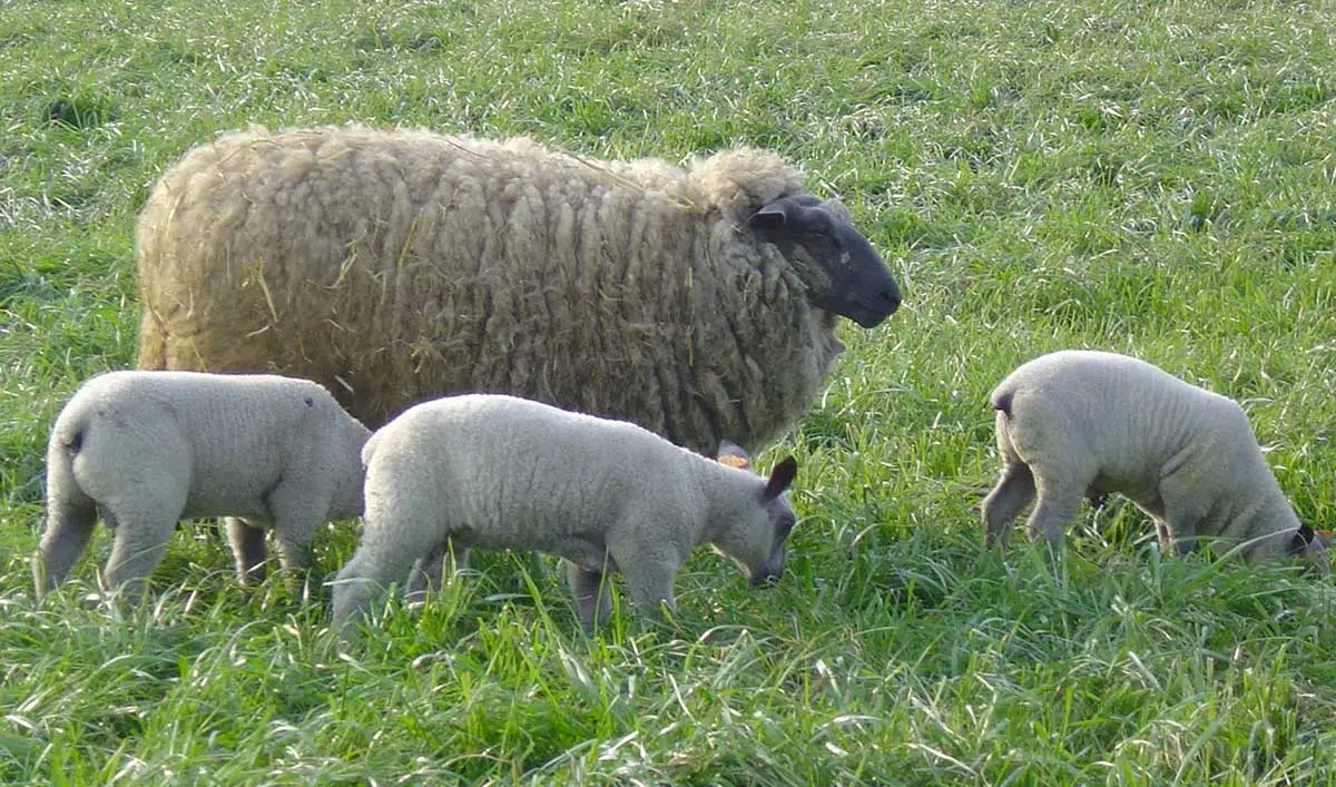 Mouton Bleu du Maine