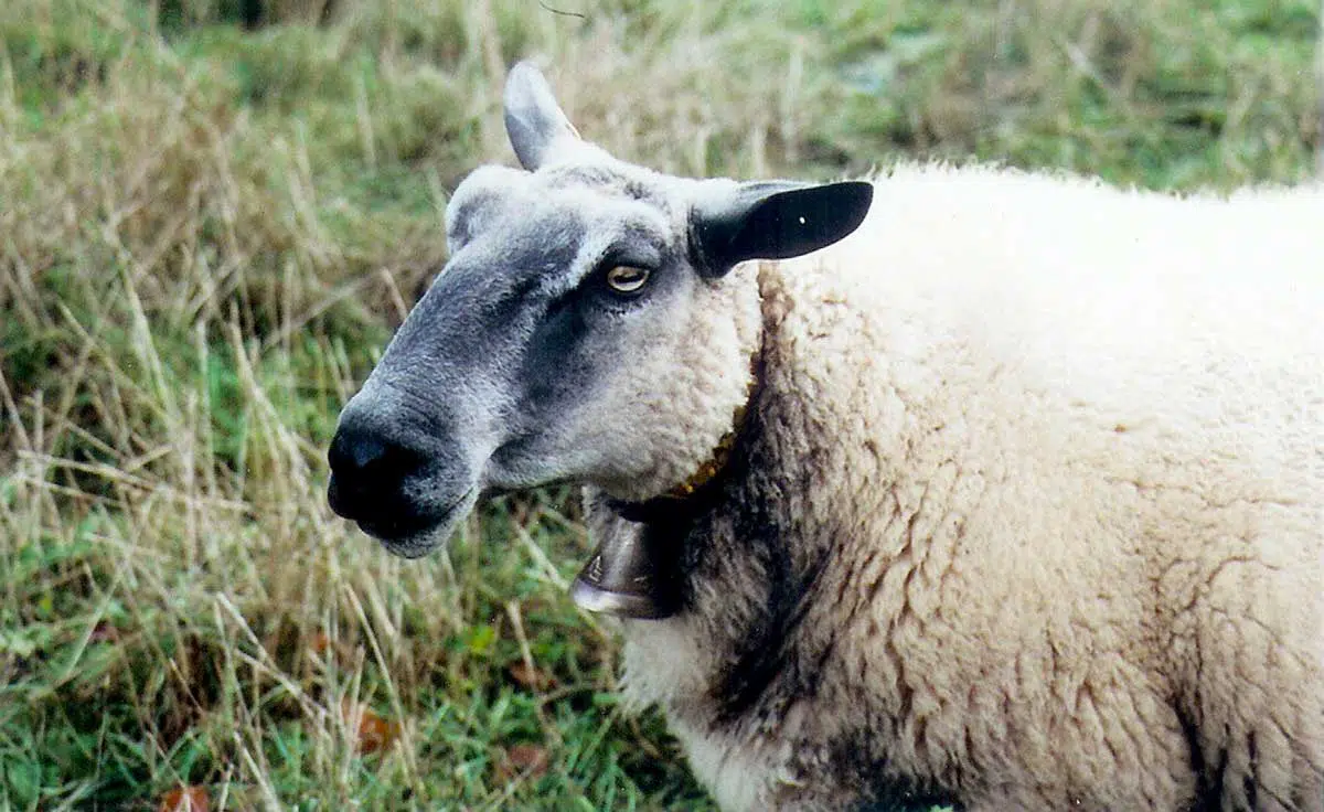 Mouton Bleu du Maine