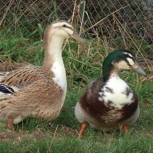 Canard de Challans