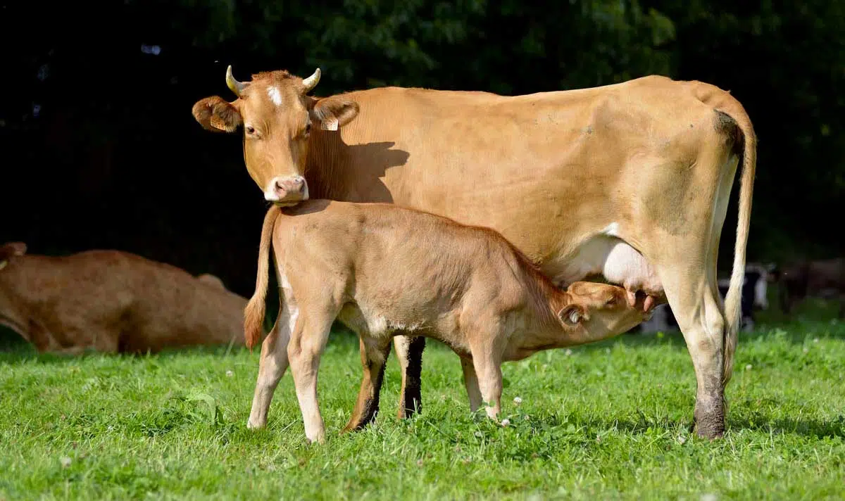 Vache Froment du Léon