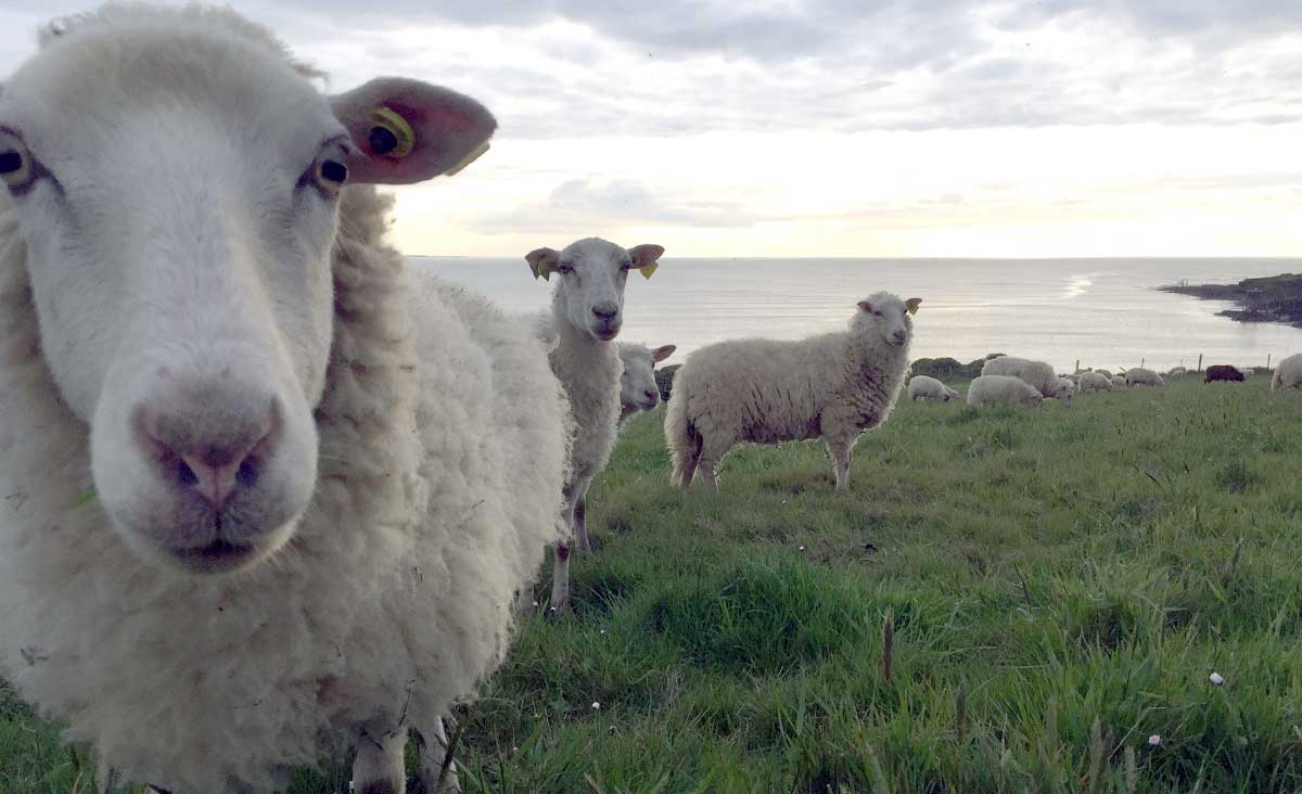 Mouton Landes de Bretagne en bordure de littoral