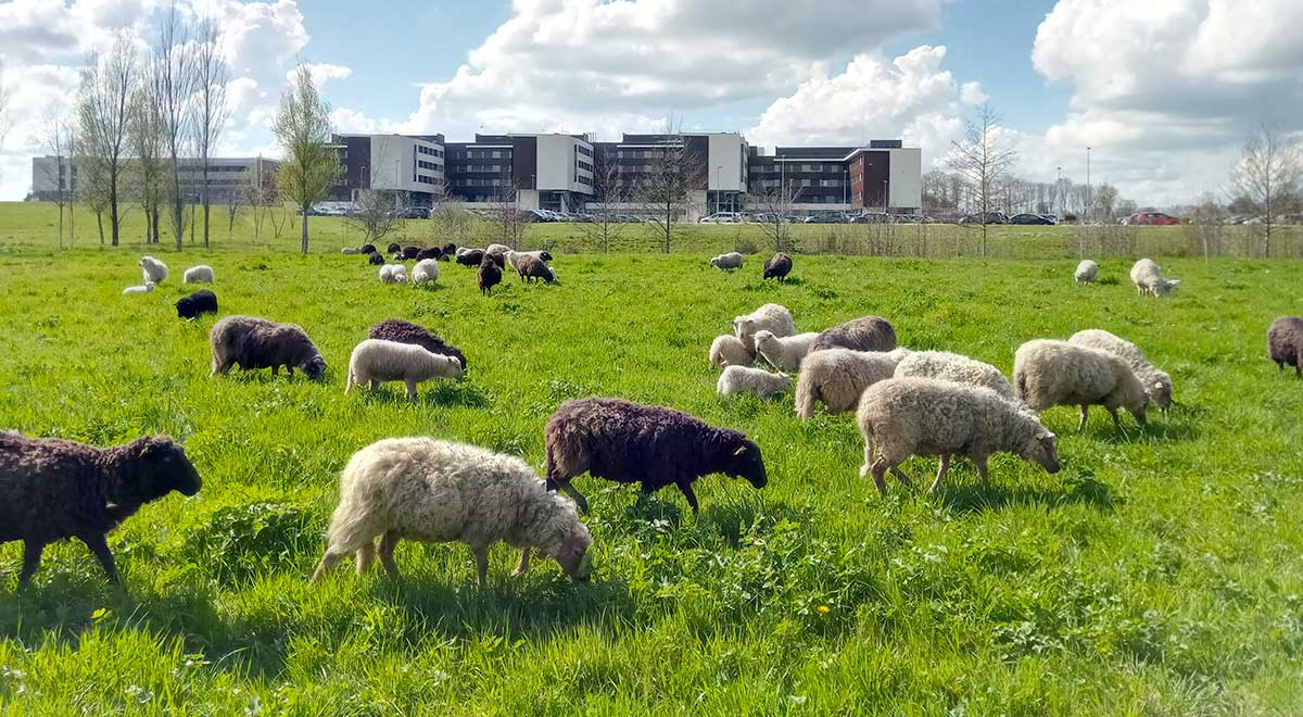 Mouton Landes de Bretagne en ecopaturage urbain