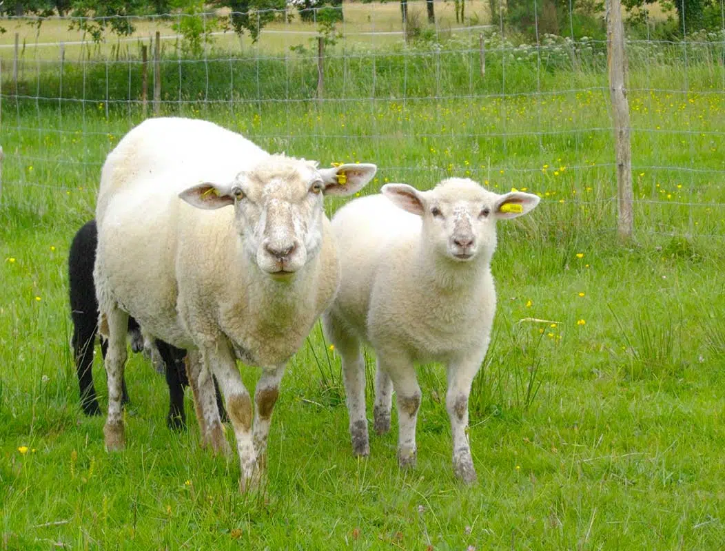 Mouton Belle Île