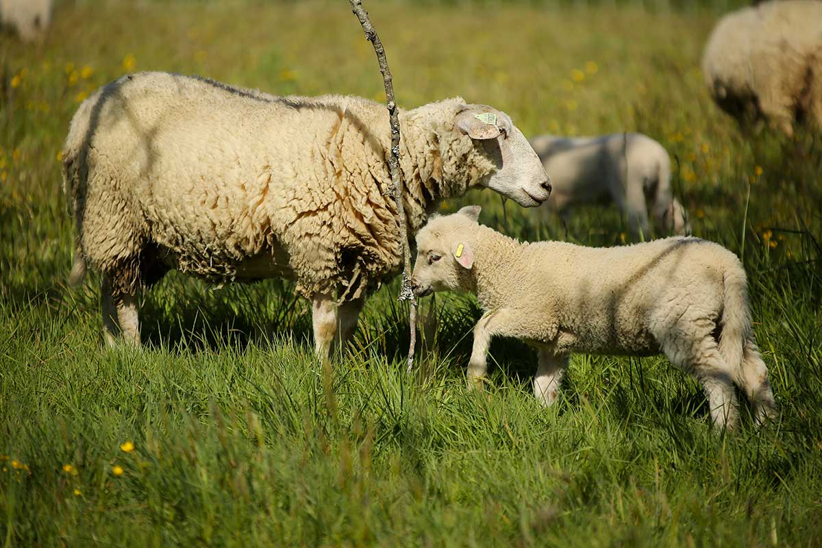 Mouton Belle-Île - Crédit photo : Ceva Santé Animale