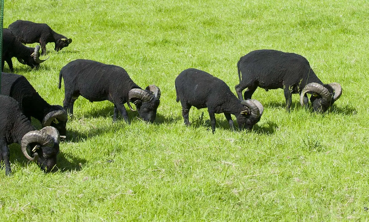 Mouton d'Ouessant