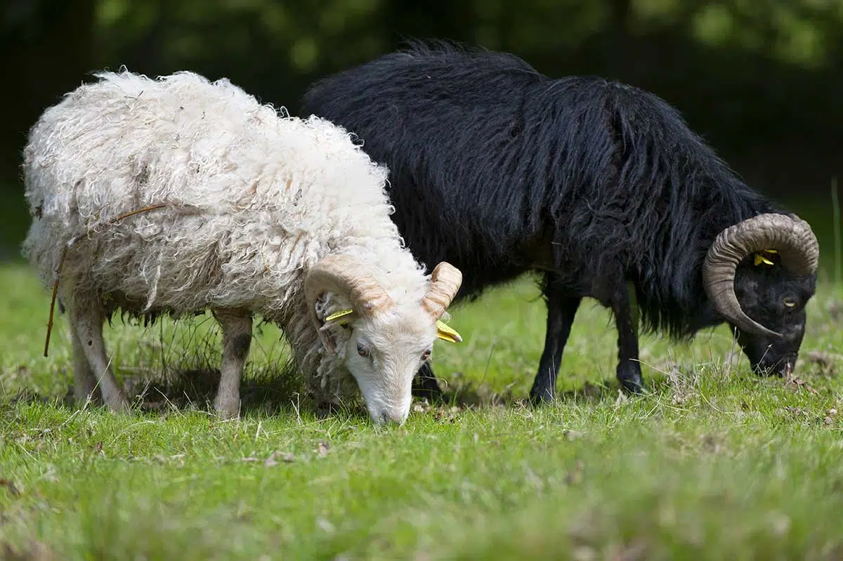 Mouton d'Ouessant