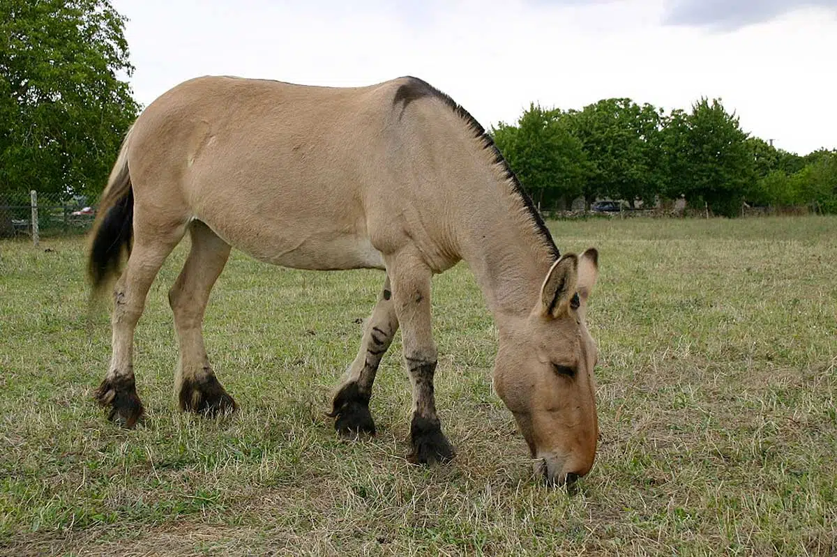 Mule poitevine