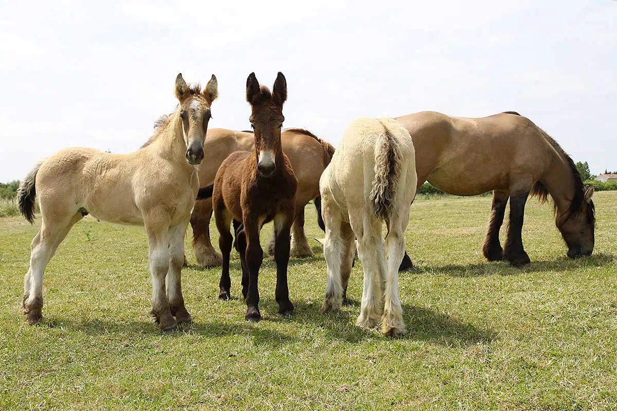 Mule poitevine