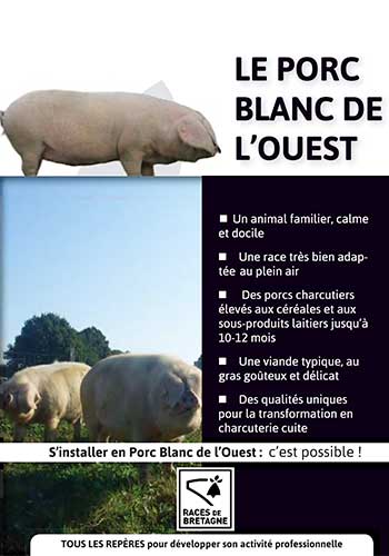 Race de porc : Blanc de l'Ouest - Le blog - Ollca