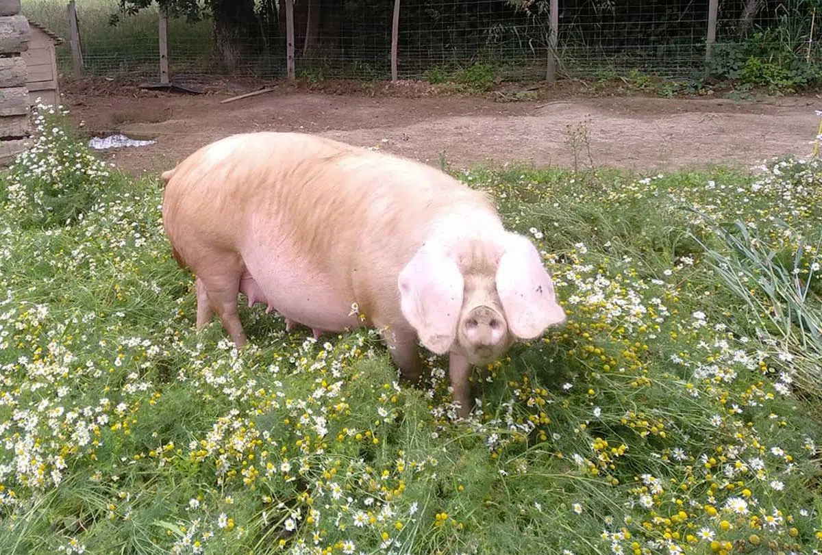 Porc Blanc de l'Ouest