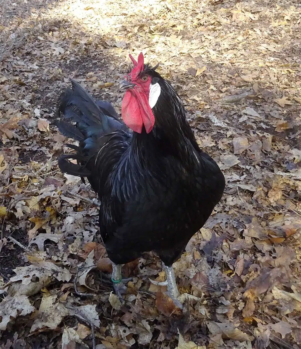 Poule La Flèche