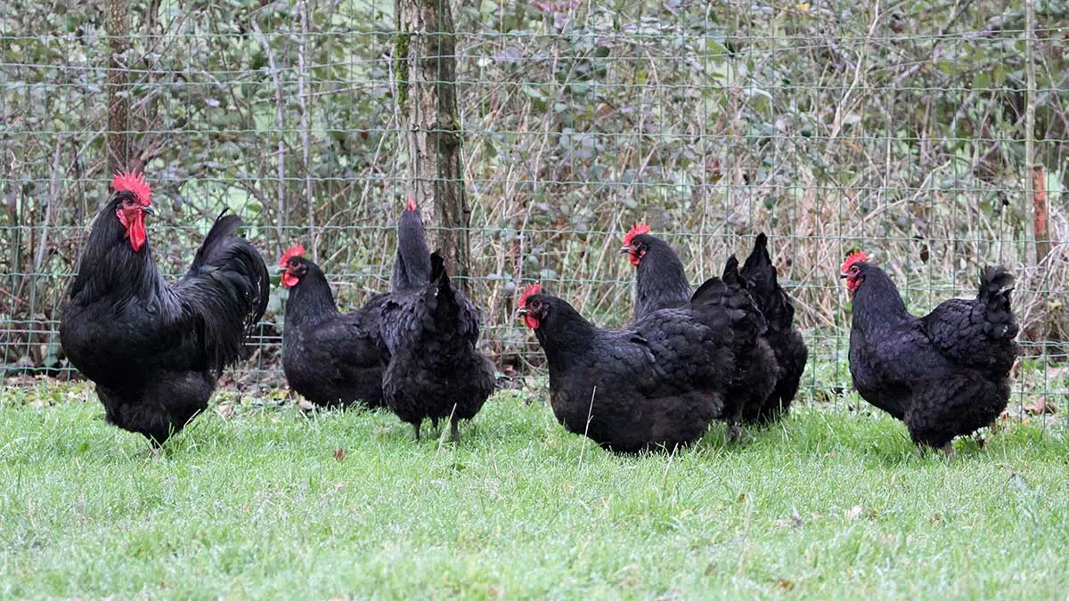 Poules noires de Challans