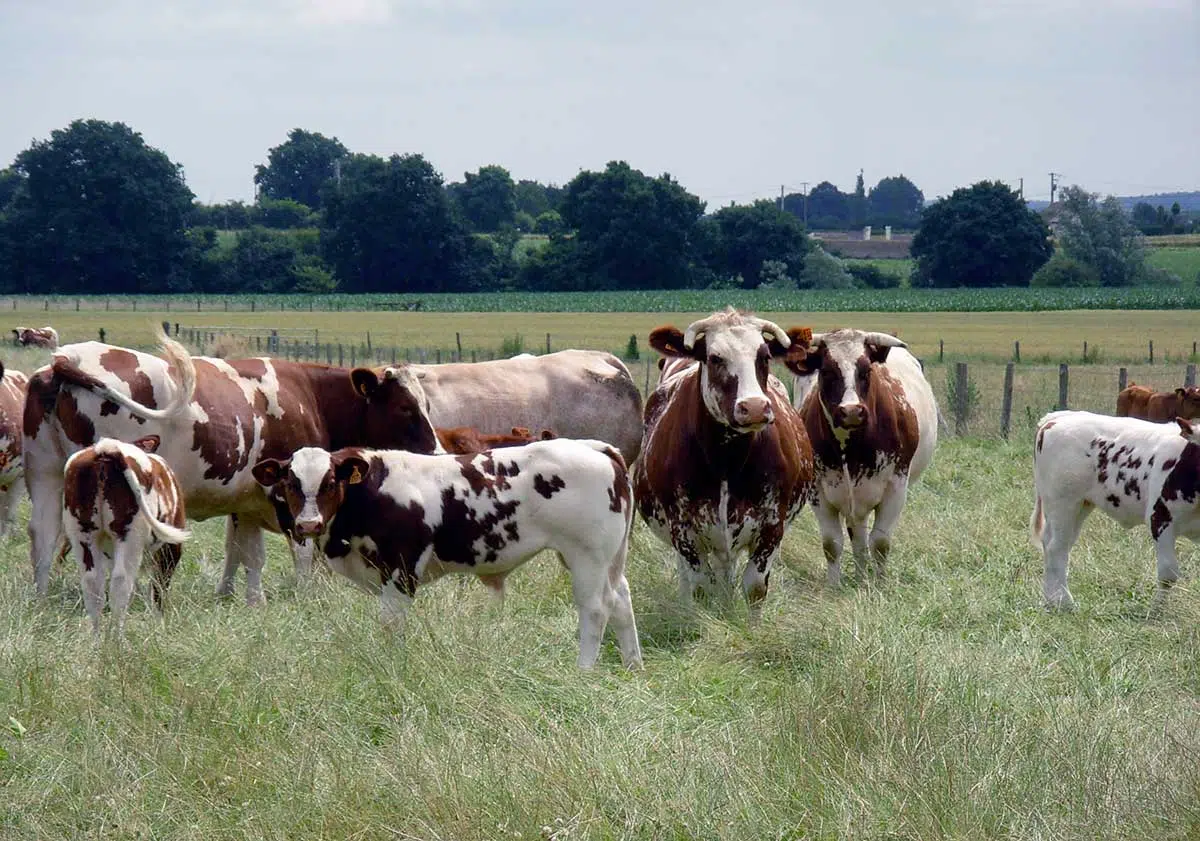 Troupeau de vaches saosnoises avec leur veau