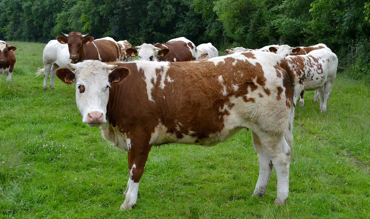 Vache Saosnoise