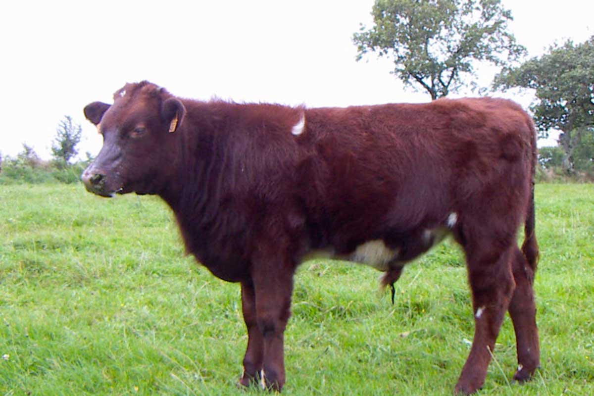 Vache Armoricaine