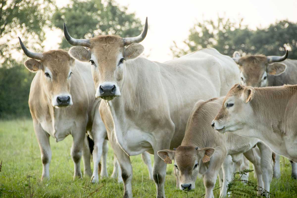 Vache Nantaise - Crédit photo : Association La Vache Nantaise