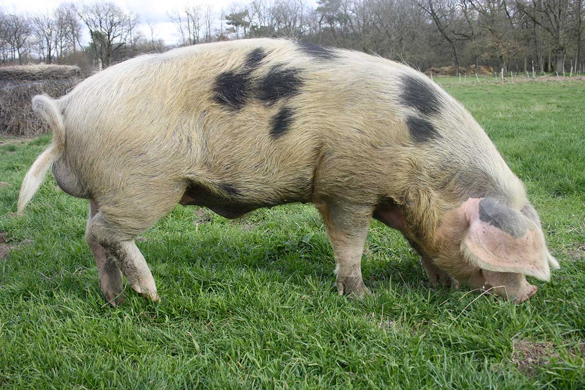 Verrat - Porc Longué