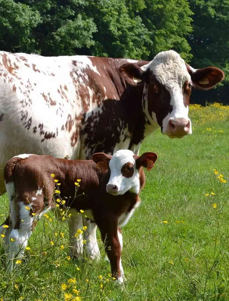 Une vache saosnaoise et son veau