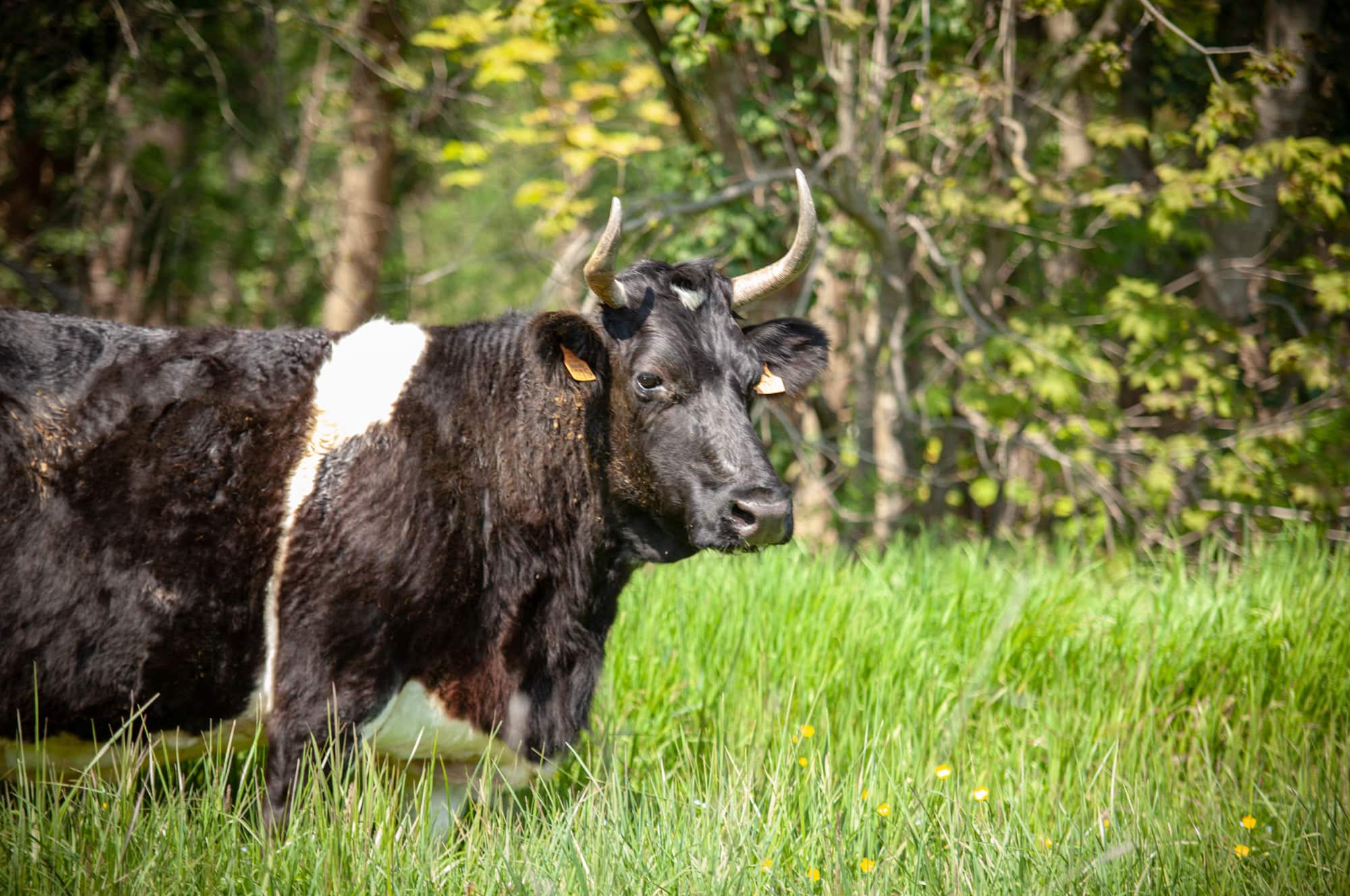 Vache bretonne pie noir dans les près