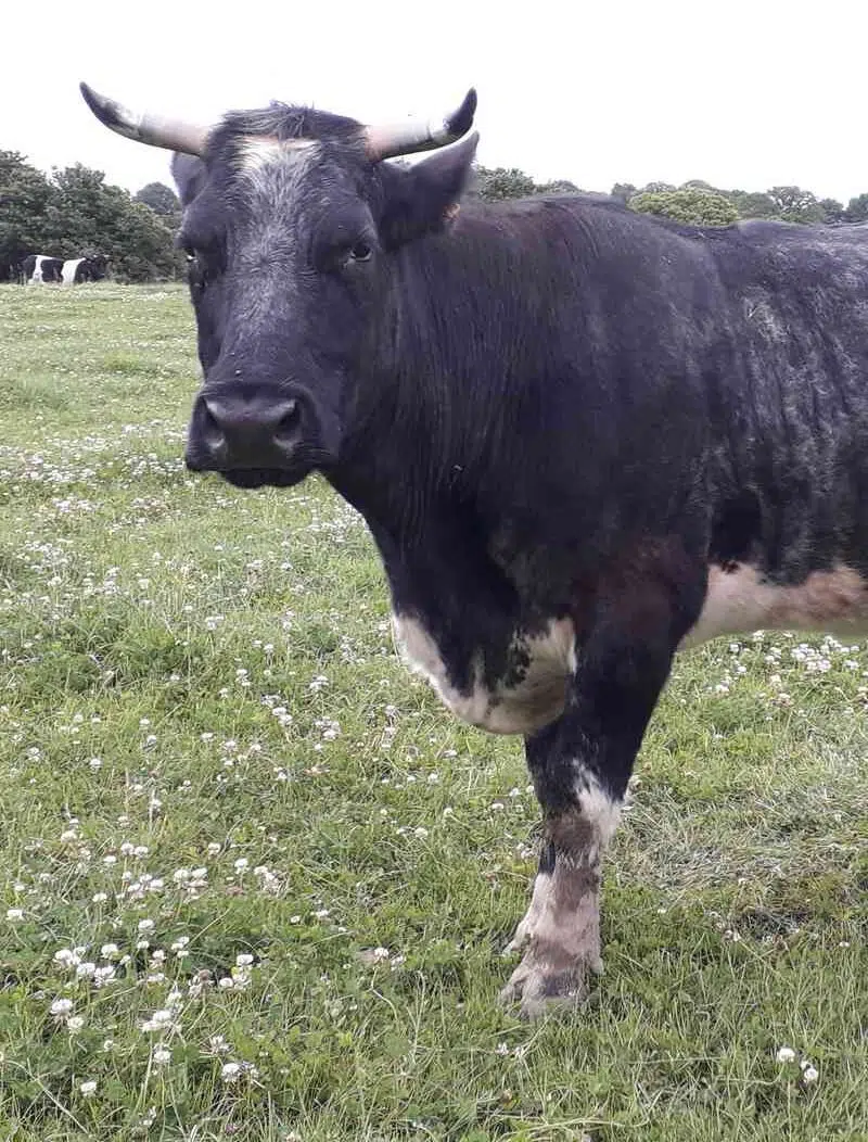 Vache Bleue de Bazougers