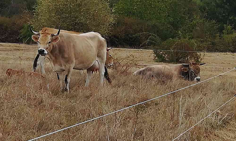 Vache Nantaise à la Fete Paysanne de Doulon