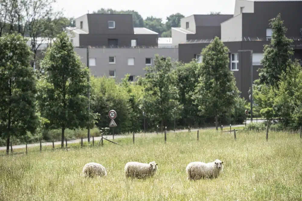 Eco-pâturage en ville - Landes de Bretagne