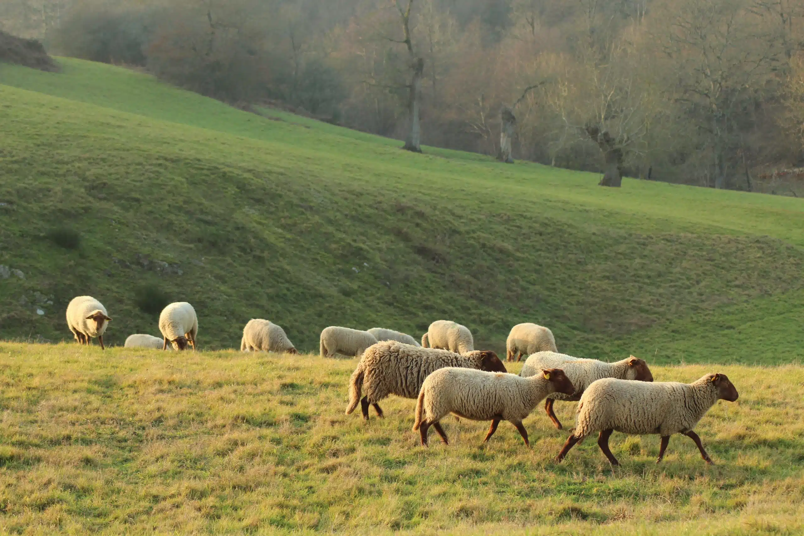 Brebis solognotes - photo ferme des Genettes