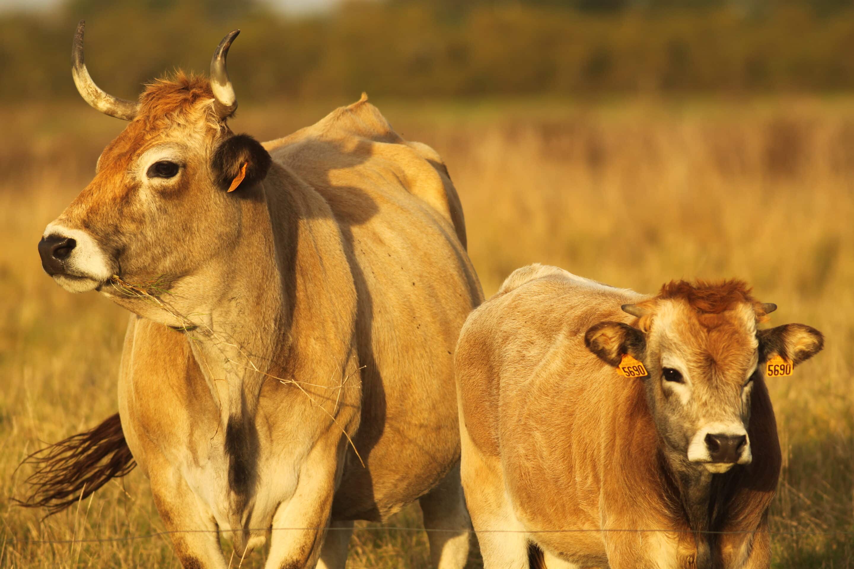 Vache maraîchine - photo Frédéric Signoret