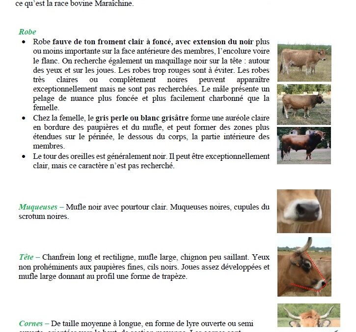 Race bovine maraîchine : description des caractéristiques de la race