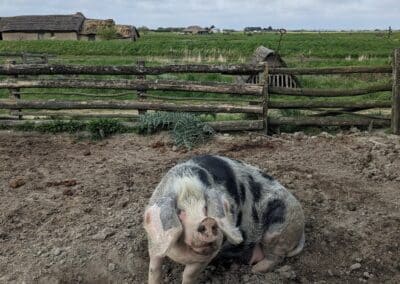 Porc Longué du Daviaud
