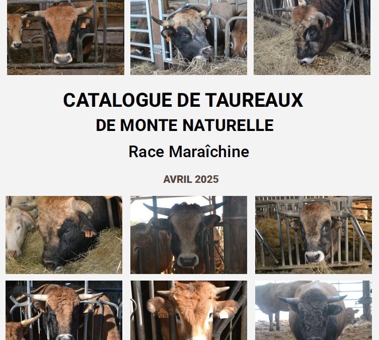 Catalogue de taureaux de monte naturelle – Race maraîchine