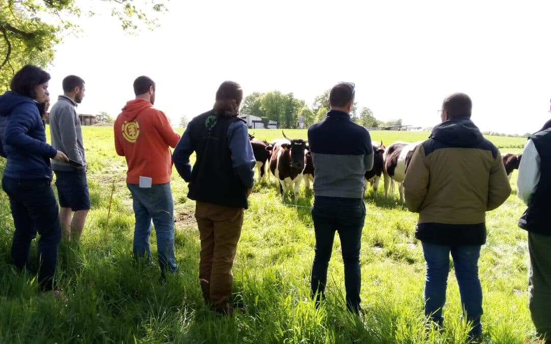 Retour sur la ferme ouverte « Valorisation des veaux laitiers Bretonne Pie Noir bio » (22 avril, Plessé, 44)