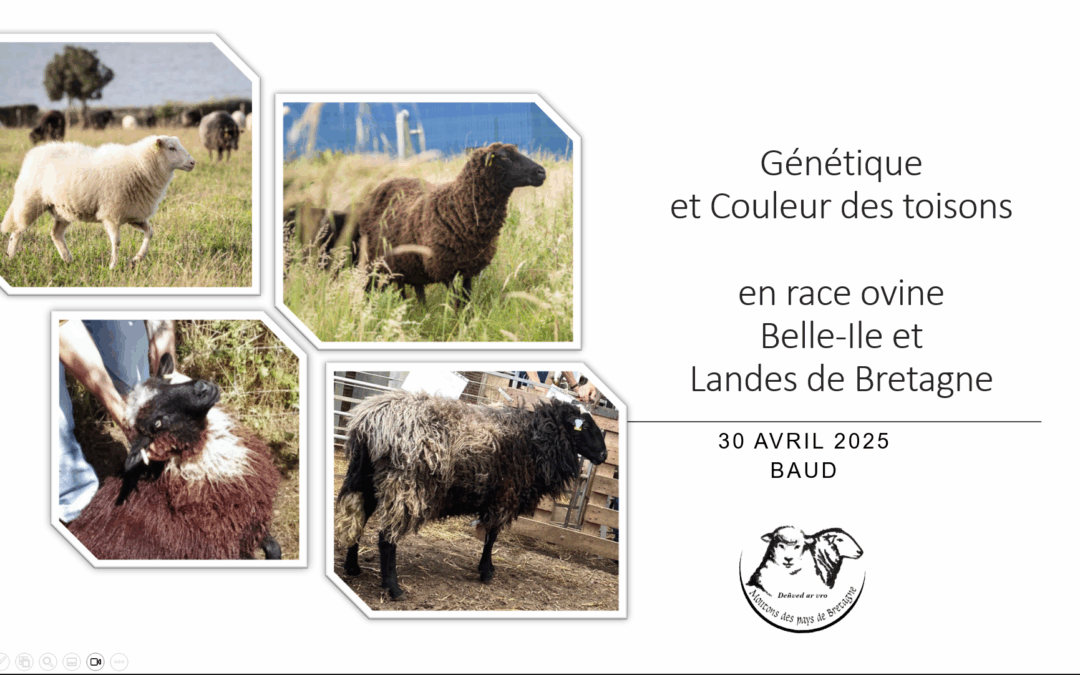 Retour sur la formation “Génétique et couleurs des toisons”,  le 30 avril 2025 à Baud (56)