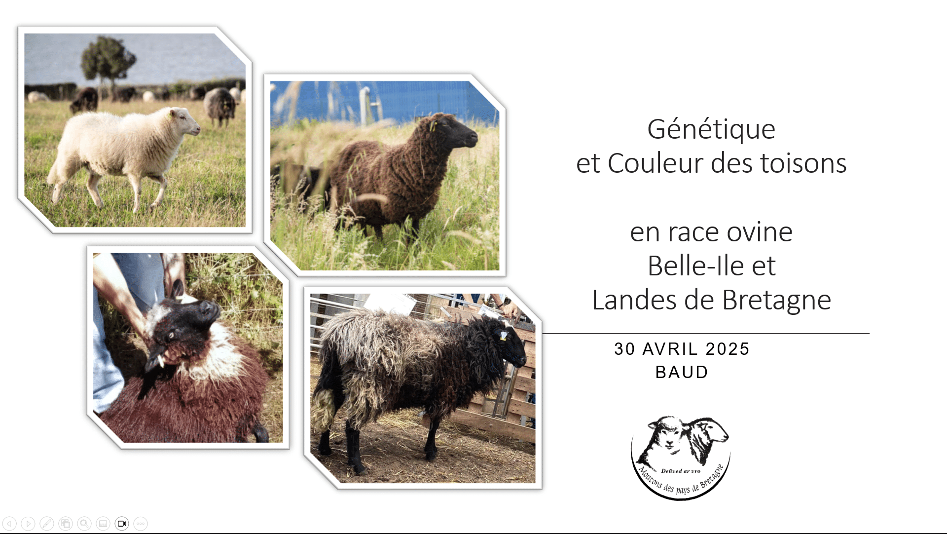 Formation génétiques et couleur des toisons en race ovine Belle Île et Landes de Bretagne