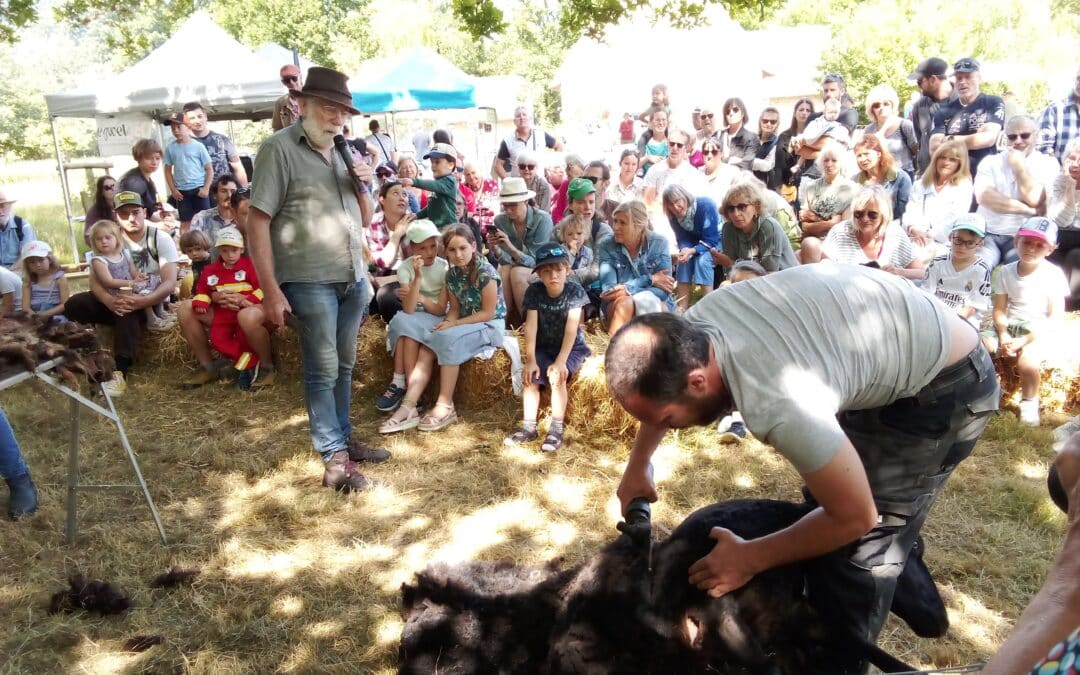 Fête de la laine et des races locales : retour sur l’édition 2025