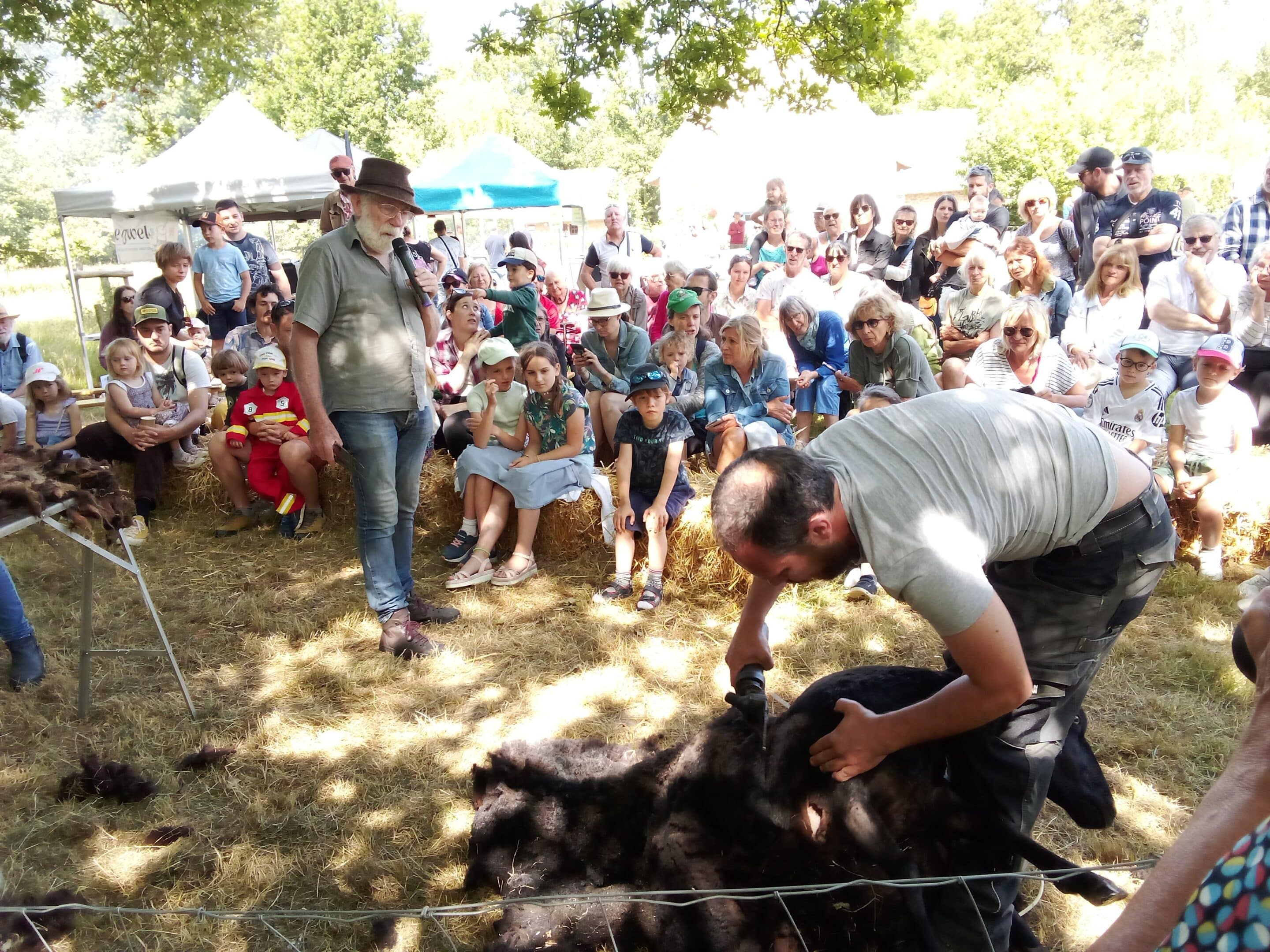 Démonstration de tonte - fête de la laine et des races locales, St-Lyphard, juin 2025