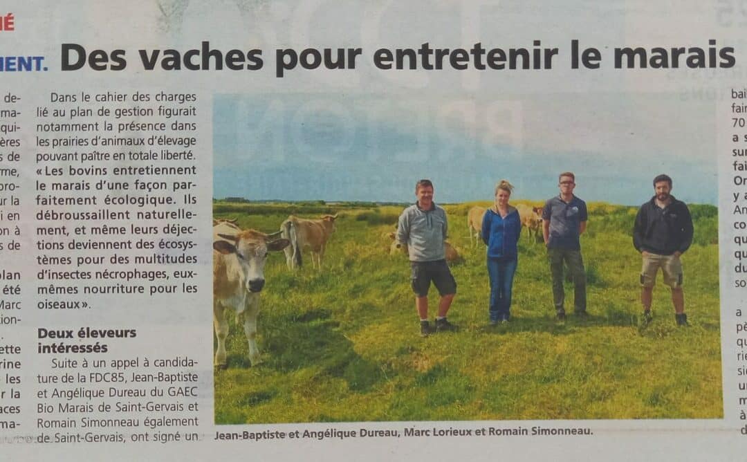 La vache maraîchine dans la presse