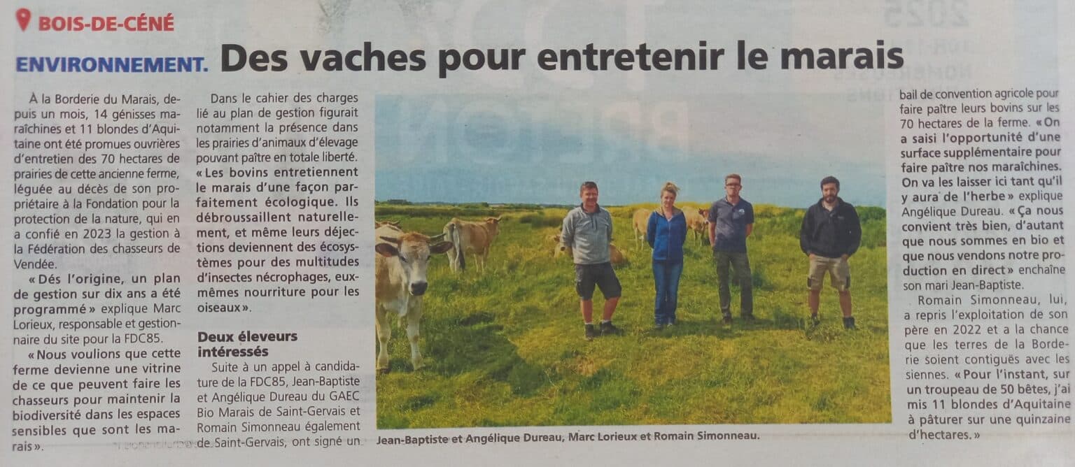 Courrier Vendéen, 12 juin 2025 _ Vache Maraîchine