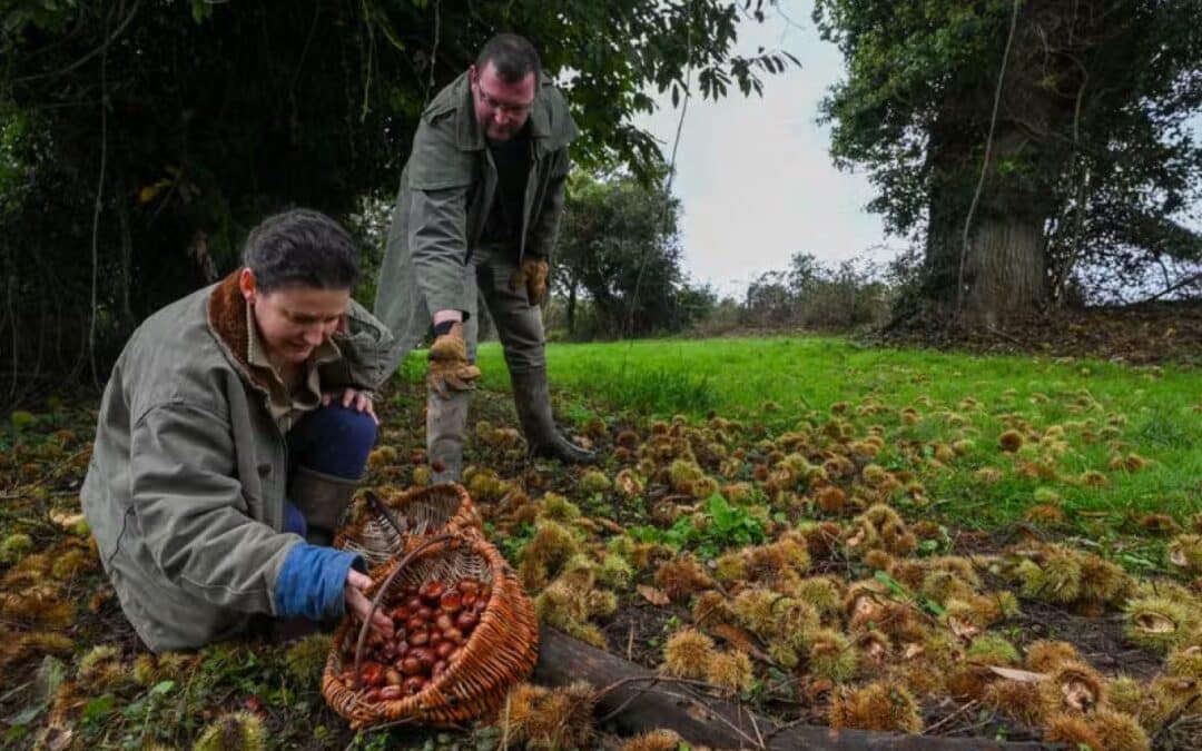Marrons des Mauges et de Vendée : revue de presse