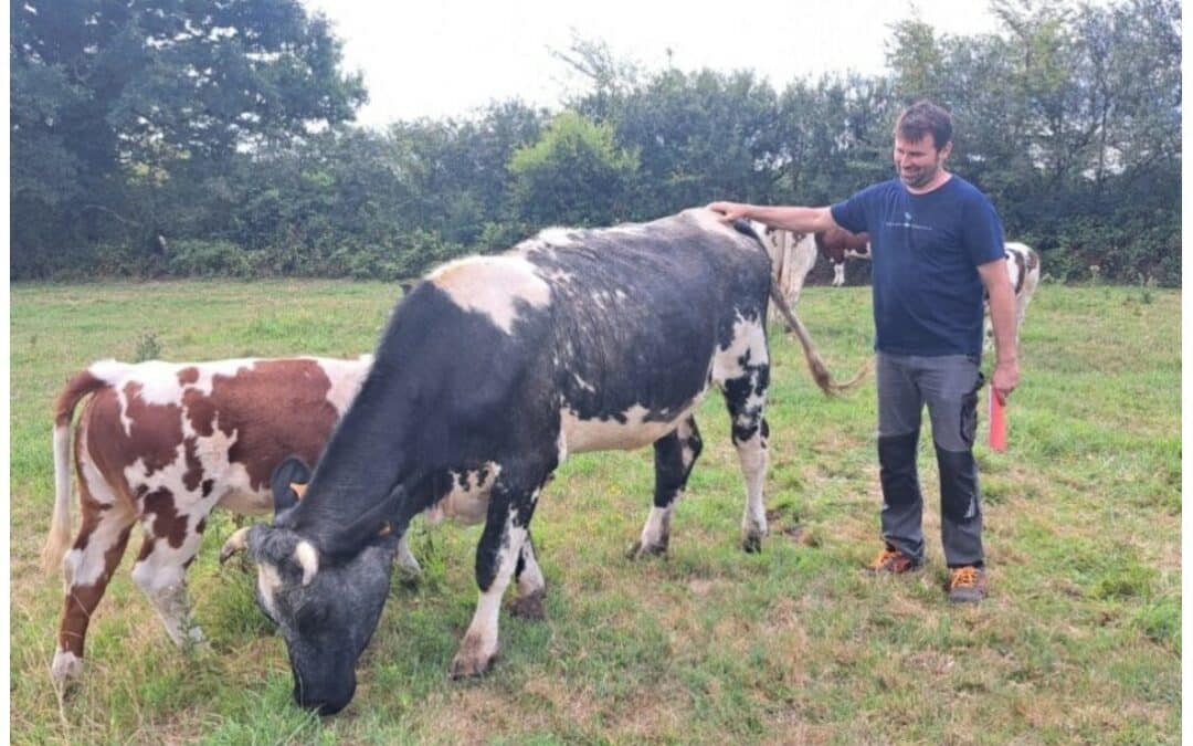 « Des éleveurs font revivre des vaches oubliées »