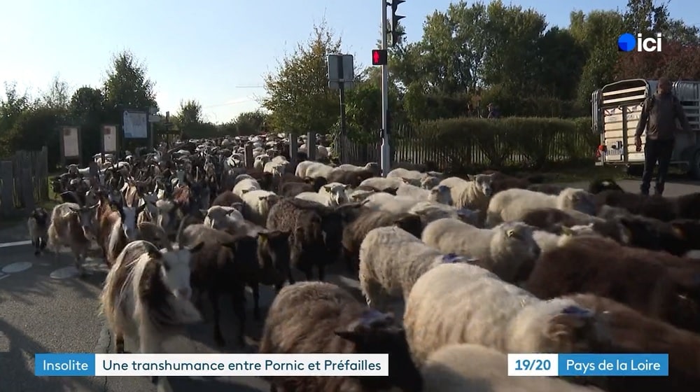 Transhumance Pornic Préfailles - image France 3 Pays de la Loire